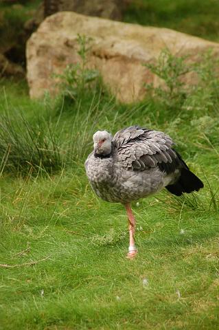 dierentuin emmen_0774